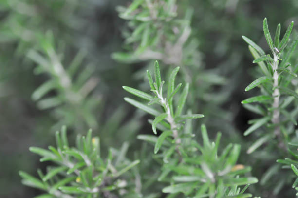 istock rosemary, Rosmarinus officinalis L or Lamiaceae 1548026567