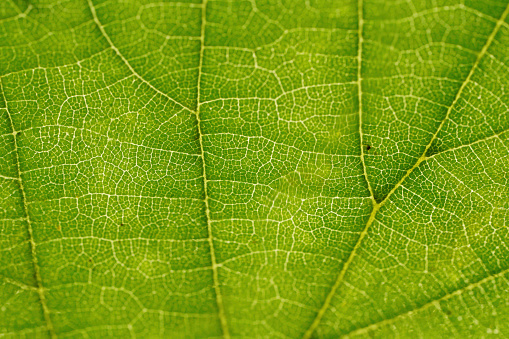 Leaf of a deciduous tree in autumn created in detail in the studio
