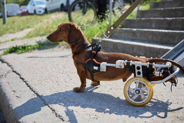 istock Active paraplegic dachshund dog in a wheel chair walking on a leash 1548037199