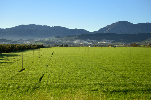 Agricultural field during the daytime, Spain
