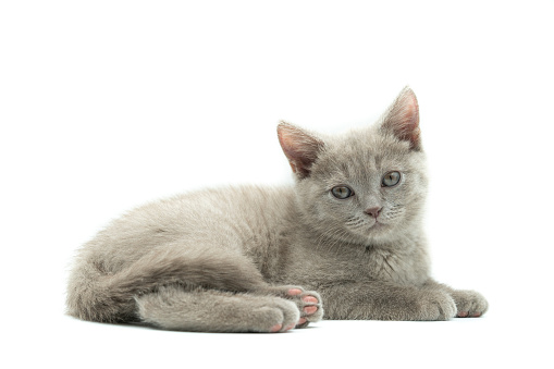 Portrait of beautiful cat Scottish Straight lying isolated on white background