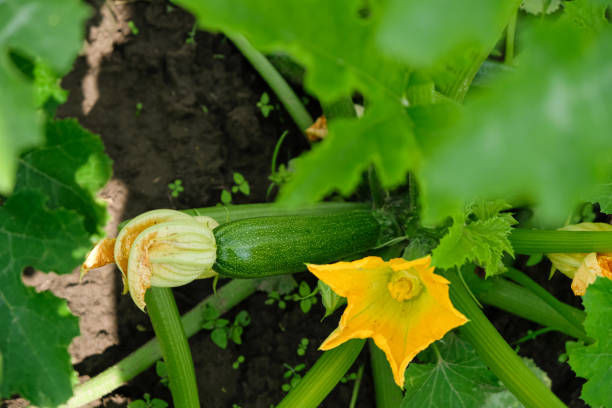 istock Green zucchini flower and vegetable. Soil background. 1548065959