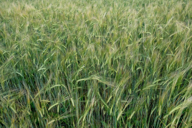 istock Rye crop. Grain milking stage ripe. 1548084273