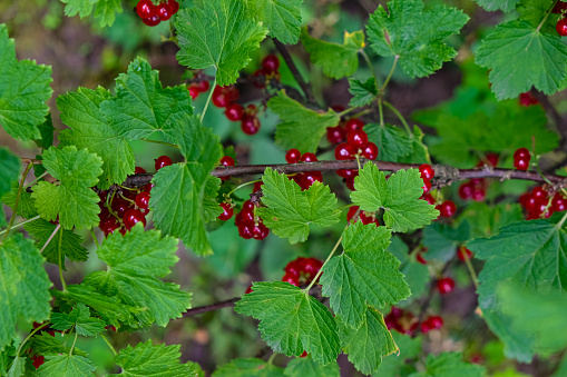 Red currant bush in the garden. Care, and protection.