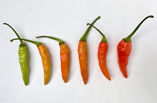 Cayenne pepper colour gradation