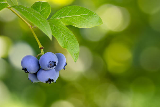 ripe blueberries growing on the bush with green blurred garden as background