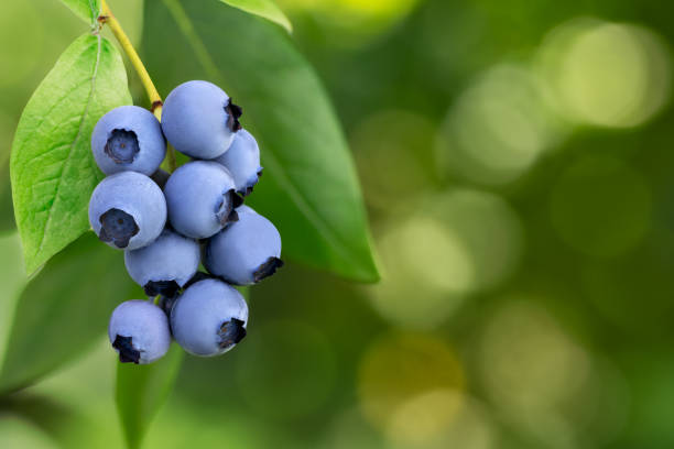 istock blueberries hanging on a branch with green blurred garden as background 1548097120