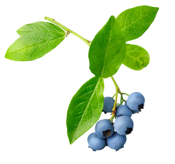 istock ripe blueberries hanging on a branch isolated on white 1548097430