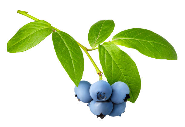 istock branch of ripe blueberries isolated on white 1548097432