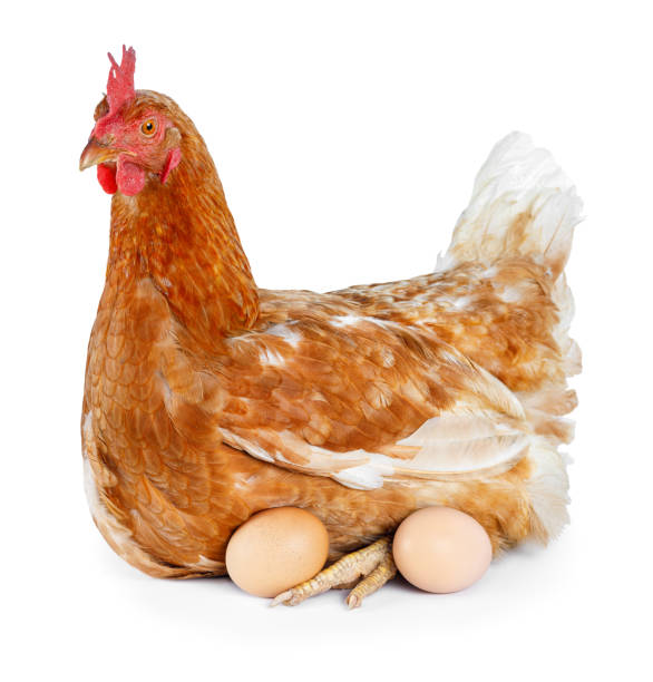 istock side view of one red laying hen hatching eggs isolated on white 1548099022