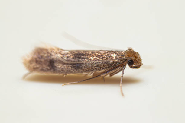 istock Closeup clothes moth portrait 1548108958