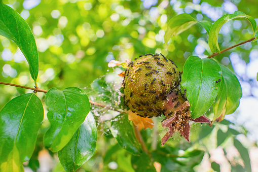 View of a pomegranate on the tree, with full of parasites and ants on it.