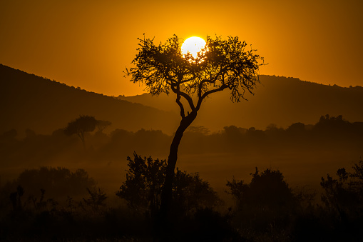 Sunrise in Masai Mara in Wildlife
