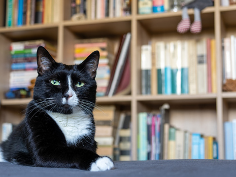 black and white cat on the background of shelves with books