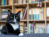 black and white cat in the library