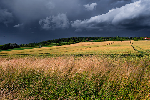 Storm clouds over the grain field.