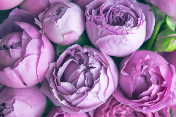 Floral backdrop with beautiful flowers. Lilac background with peonies.