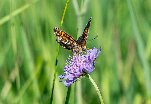 butterfly Queen of Spain Fritillary (Issoria lathonia) on a field scabious flower (Knautia arvensis) in the Swiss alps