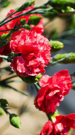 Macro de pétales de fleurs rouges, dans un jardin