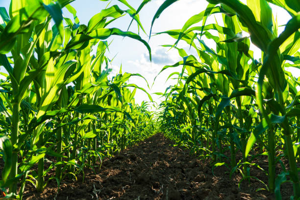 istock Corn plantation. Farm of maize plants. Growing corn. Agriculture concept 1548184557
