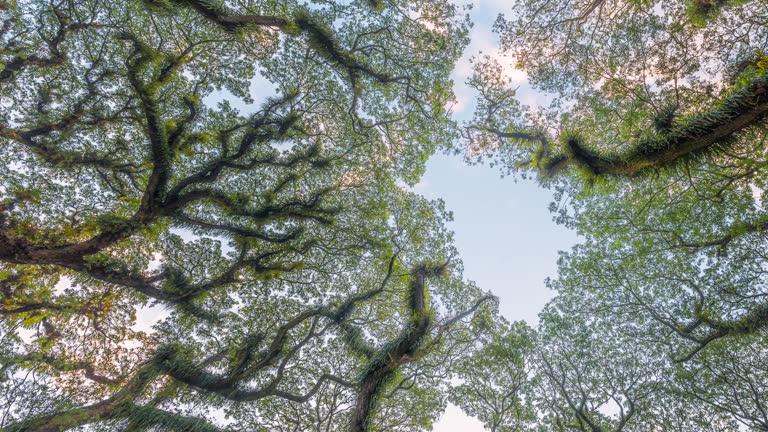 Timelapse of Moving Cloud at Sunset of Beautiful view of green trees in De Djawatan forest at Banyuwangi, East Java, Indonesia.