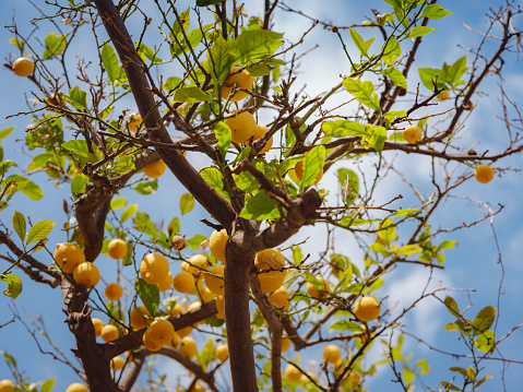 Ripe yellow and green lemon fruits on tree with blossoms, leaves and blue sky city Lindos on island of Rhodes, Greece