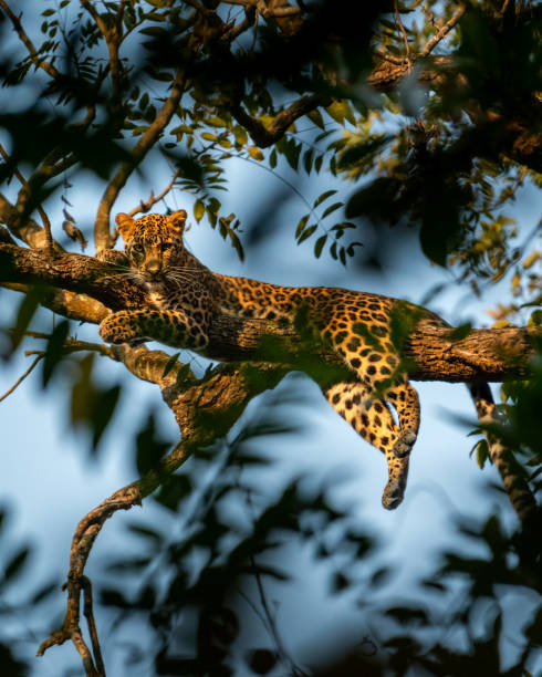 wilder männlicher leopard oder panther oder panthera pardus fusca mit augenkontakt, der auf natürlichem grünem ast und blauem himmelshintergrund im dhikala des jim corbett national park forest uttarakhand, indien ruht - jim corbett nationalpark stock-fotos und bilder