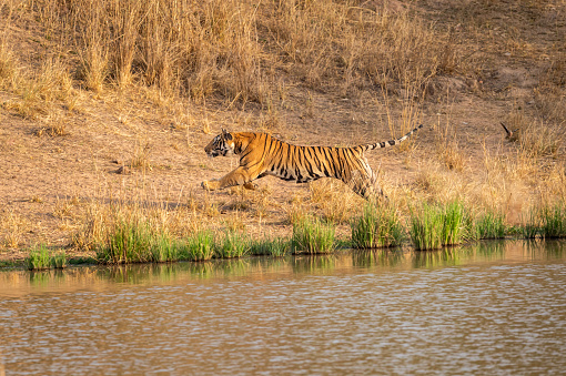 wild male bengal tiger or panthera tigris a hunter or predator chasing or running behind deer near water body at bandhavgarh national park tiger reserve madhya pradesh india asia
