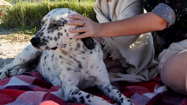 A beautiful spotted dolmatian lies on a blanket and the dog is caressed by the palms of a woman and a little girl while relaxing on the sea beach. Stroking the dolmatian with the palms. Love for dogs