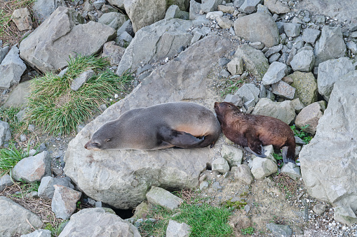 Baby wild fur seal with its mother resting onshore at Ohau Point Lookout in New Zealand