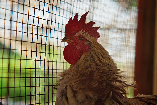 Closeup of rooster head in cage at the farm, mahe Seychelles