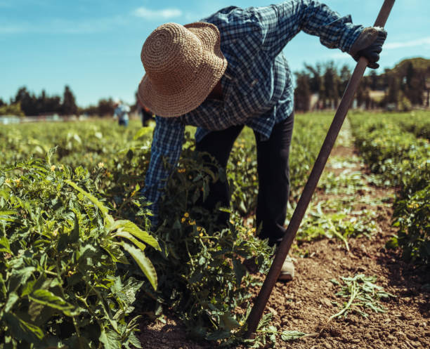 istock Agricultural activity in Italy: removing weeds from tomato plants 1548239770