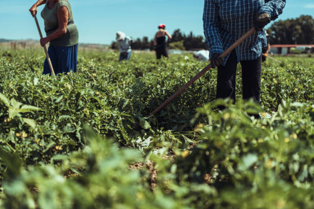 istock Agricultural activity in Italy: removing weeds from tomato plants 1548240335