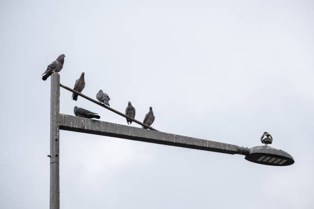 istock A group of pigeons on a light pole. 1548241957