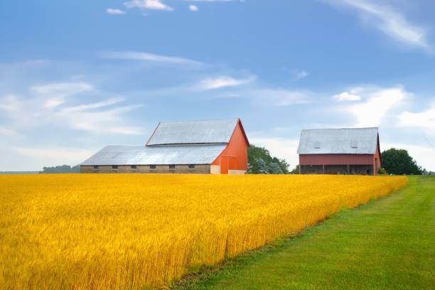 Wheat Field with Red Barns- Tipton County, Indiana