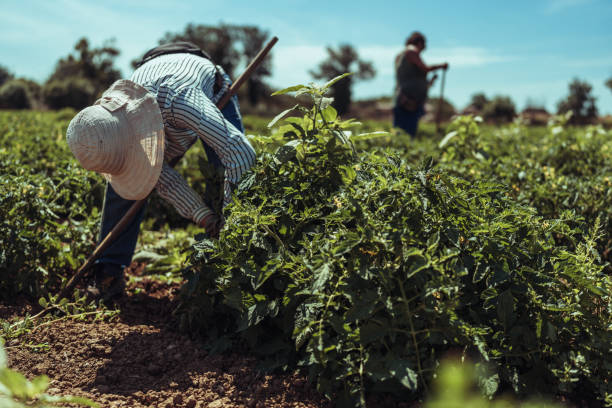 istock Agricultural activity in Italy: removing weeds from tomato plants 1548247398