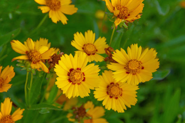 istock Yellow Native Wildflowers- Howard County, Indiana 1548247432