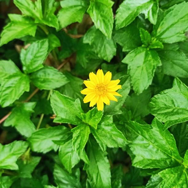 istock Golden button, yellow flower 1548253666