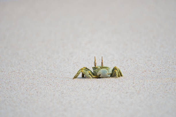 istock Ghost crab on the white sandy beach, Mahe Seychelles 5 1548253688
