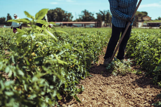 istock Agricultural activity in Italy: removing weeds from tomato plants 1548256400