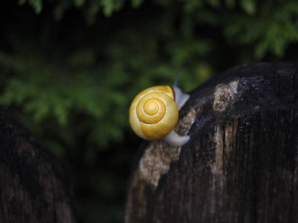 little snail on the fence