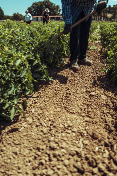 istock Agricultural activity in Italy: removing weeds from tomato plants 1548264070