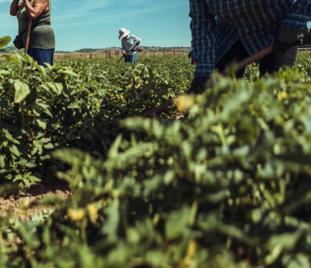 istock Agricultural activity in Italy: removing weeds from tomato plants 1548265748