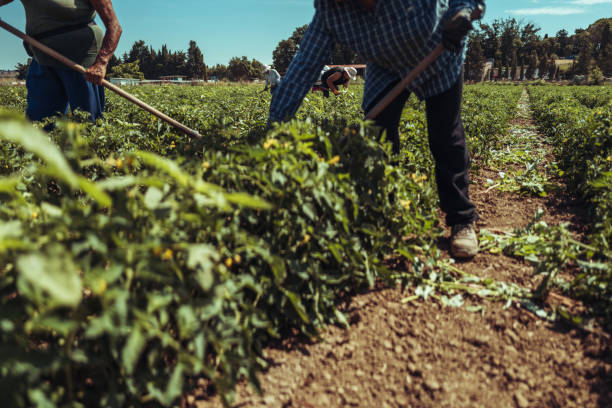 istock Agricultural activity in Italy: removing weeds from tomato plants 1548273821