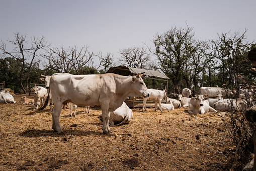 Agricultural activity in Italy: chianina cattle organic farming