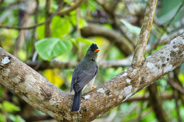istock Seychelles bulbul bird on tree branch in forest, Mahe Seychelles. 1548282383