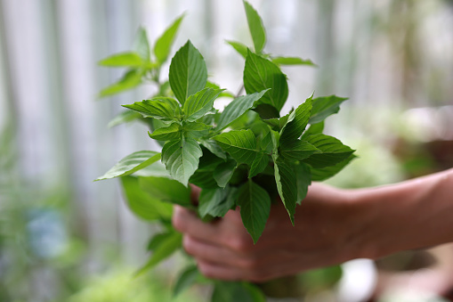 Close-up of an Asian woman cutting basil leaves on her apartment balcony. She is making use of the limited space available at her apartment for gardening.