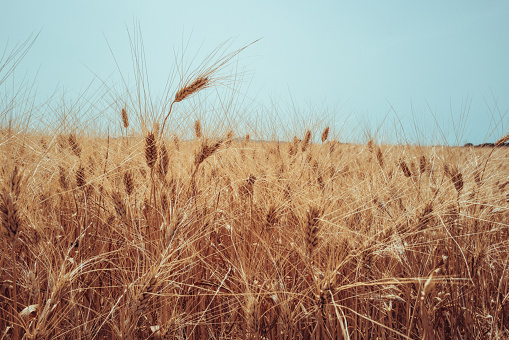 Wheat grain field in summer sunny day