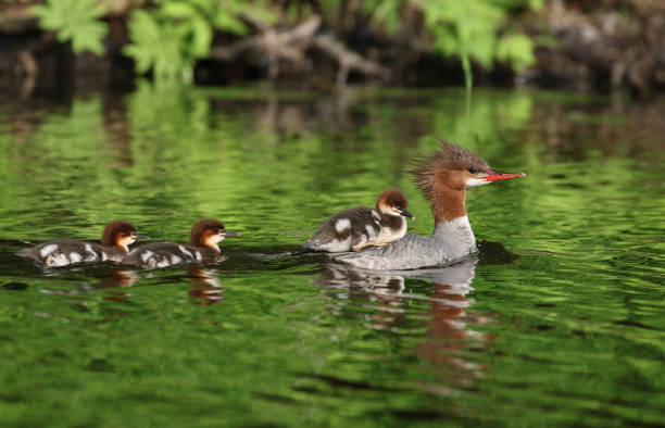 istock family of duck during summer 1548290934