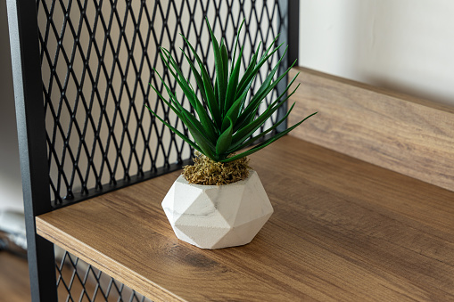 Succulent plant in pot on wooden shelf